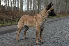 KORAD+3 Blacknecks Gazza