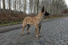 KORAD+3 Blacknecks Gazza