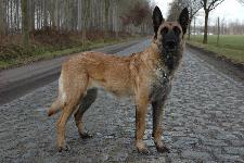 KORAD+3 Blacknecks Gazza